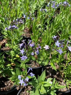 Amsonia Blue Ice