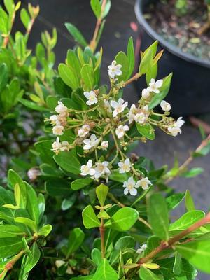 Viburnum obovatum Mrs. Schillers Delight