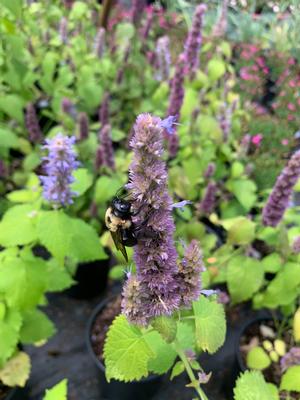 Agastache Golden Jubilee