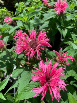 Monarda didyma Balmy Pink