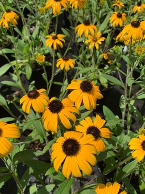 Rudbeckia American Gold Rush