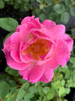 Rosa floribunda Brindabella First Lady™ PP28332 