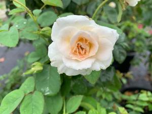 Rosa floribunda Brindabella Glow™ PP28074 