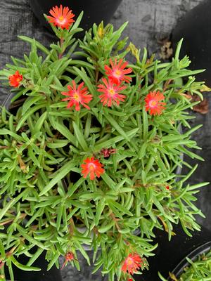 Delosperma Sunstone