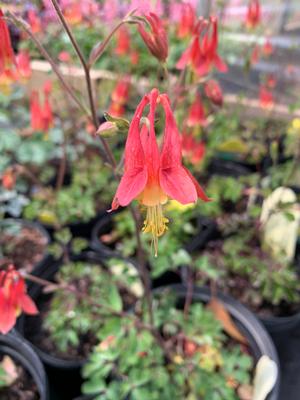 Aquilegia canadensis 