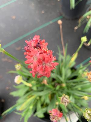 Armeria Ballerina Mix