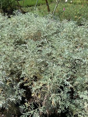 Artemesia pontica Powis Castle