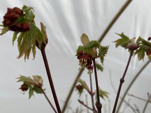 Acer japonicum Itaya