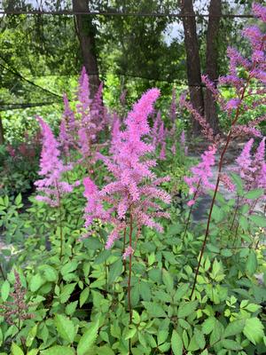 Astilbe arendsii Amethyst