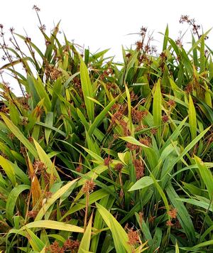 Carex scaposa 