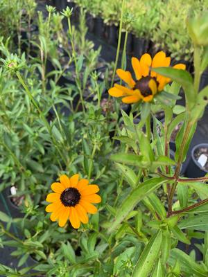 Rudbeckia fulgida 