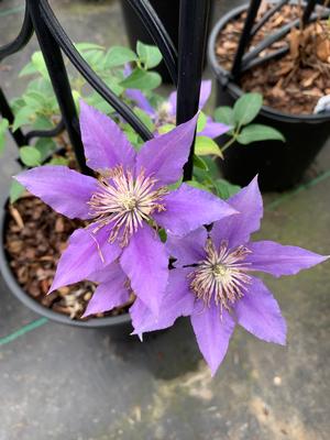 Clematis Bijou