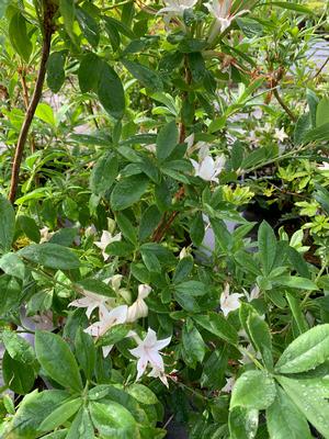 Azalea-Rhododendron Deciduous native (arborescens) Deciduous Native 