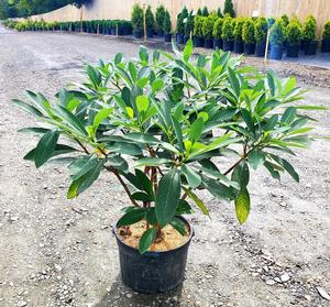 Edgeworthia chrysantha 