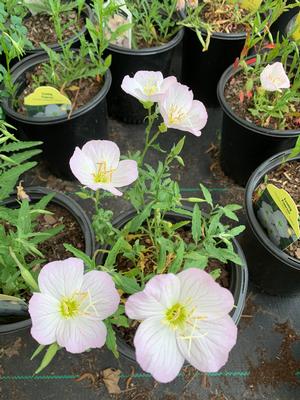 Oenethera speciosa Siskiyou