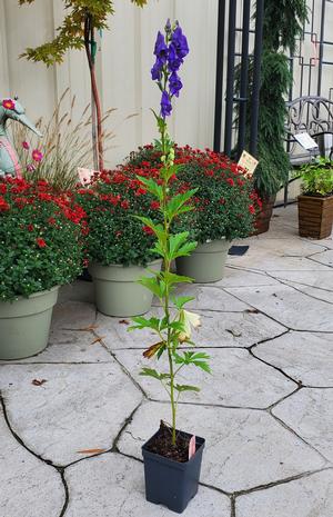 Aconitum fischeri 