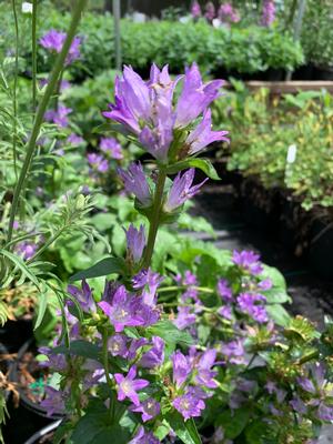 Campanula glomerata Freya