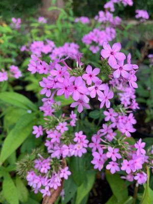 Phlox paniculata Jeana