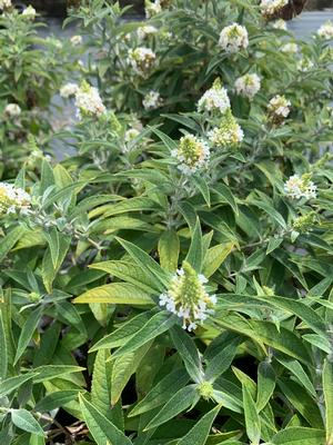 Buddleia davidii Dapper® White (pp33566) 