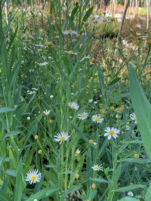 Boltonia asteroides Snowbank