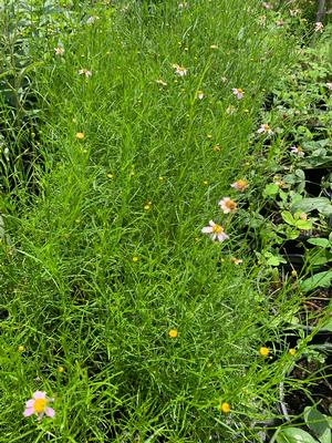 Coreopsis rosea 