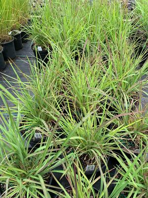 Andropogon virginicus 