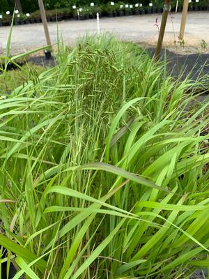 Elymus virginicus 