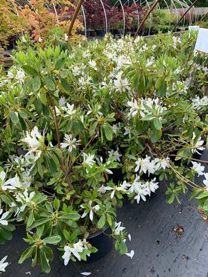 Azalea-Rhododendron macrosepalum hyb Wagner's White Spider