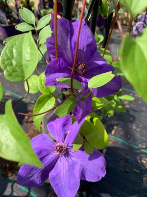 Clematis Elsa Spath