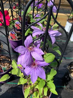 Clematis Boulevard® Parisienne™