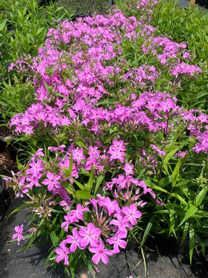 Phlox carolina Kim