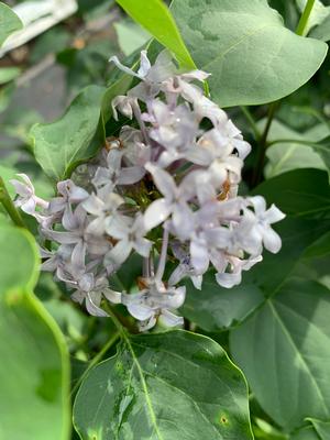 Syringa vulgaris New Age™ Lavender (pp32623) 