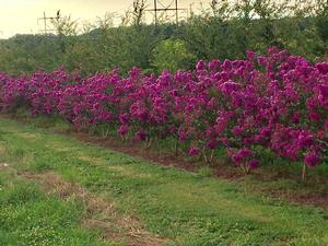 Lagerstroemia Purple Select