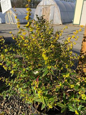 Berberis julianae 