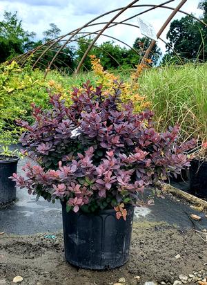 Berberis thunbergii Concorde