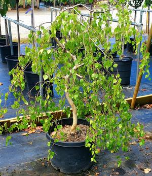 BETULA PENDULA YOUNGII