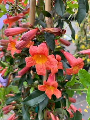 Bignonia capreolata Tangerine Beauty