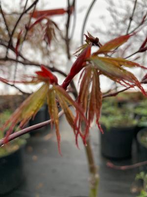 Acer palmatum Red Dragon