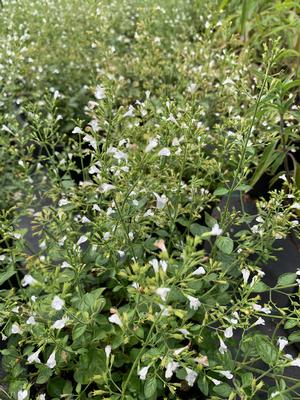 Calmintha nepatoides White Cloud