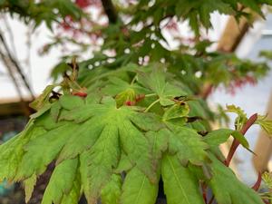 Acer palmatum Alpenweiss