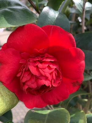 Camellia japonica Professor Sargent