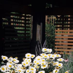 Leucanthemum x superbum Becky