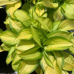 Hosta Stained Glass