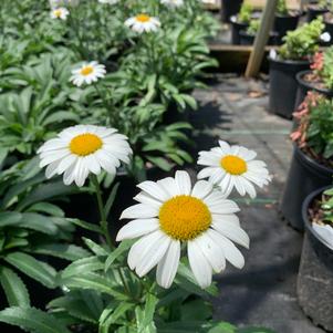 Leucanthemum Snowcap