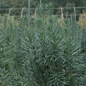 Cephalotaxus harringtonia var. drupacea 