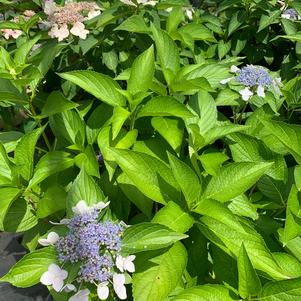 Hydrangea serrata Tokyo Delight