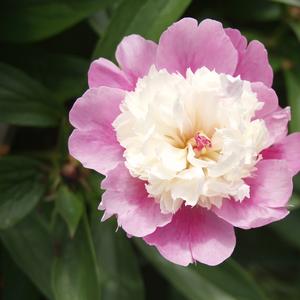 Paeonia lactiflora Sorbet