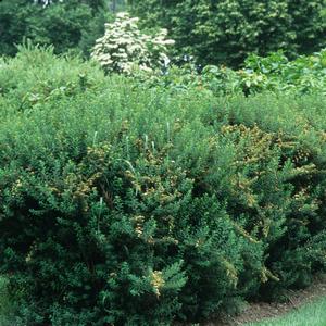 Spiraea nipponica Snowmound