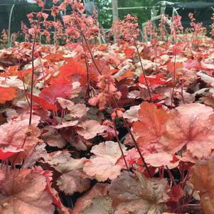 Heuchera Cherry Cola