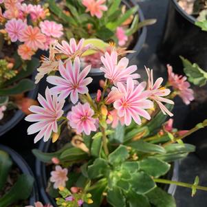 Lewisia Rainbow Mix